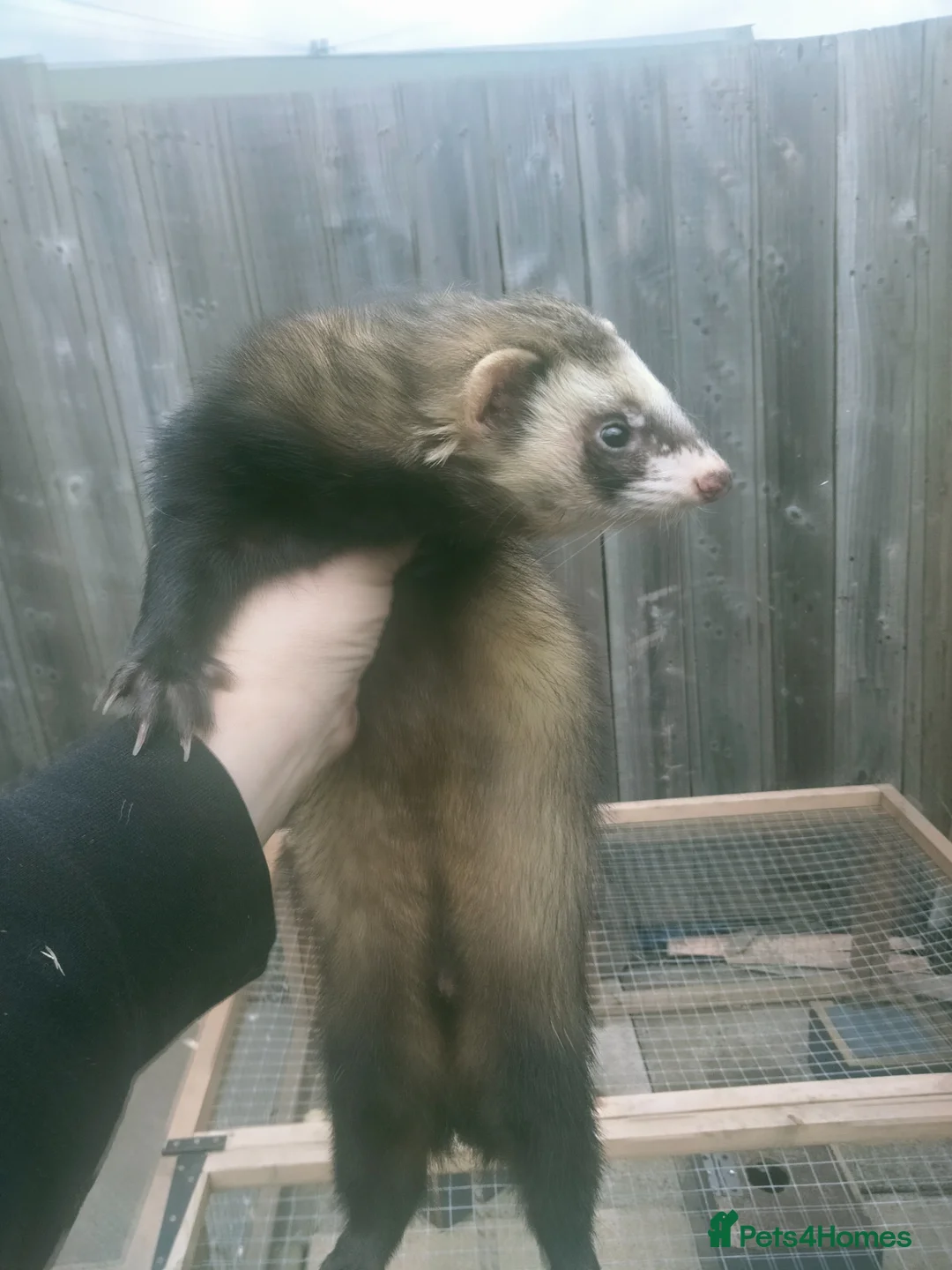 Ferret rodents for sale: Ferrets  - Advert 1