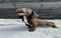 Cocker Spaniel dogs for sale: KC Cocker Spaniel pups  - Image 2