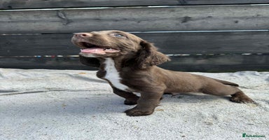 Cocker Spaniel dogs - Advert 5