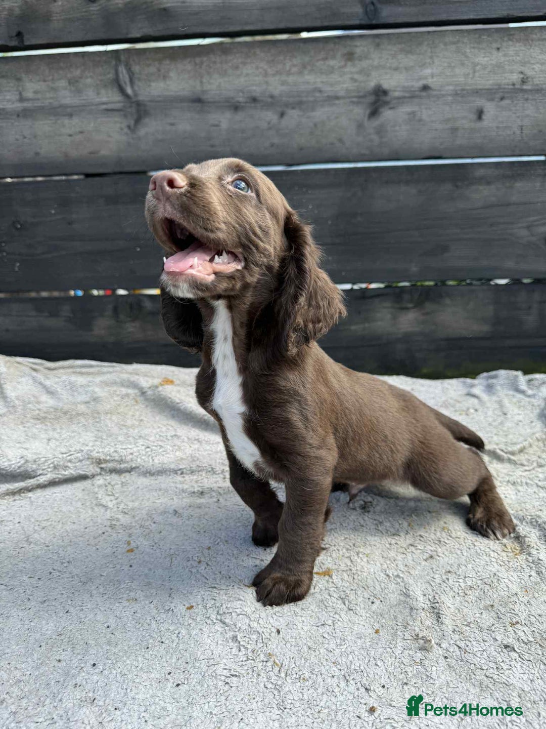 Cocker Spaniel dogs for sale: KC Cocker Spaniel pups  - Image 2
