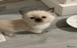 Ragdoll cats for sale: Ragdoll Kittens looking for loving new home - Image 7