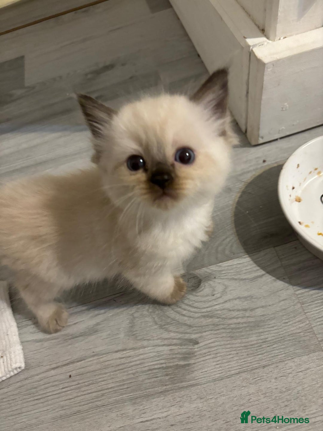 Ragdoll cats for sale: Ragdoll Kittens looking for loving new home - Image 7