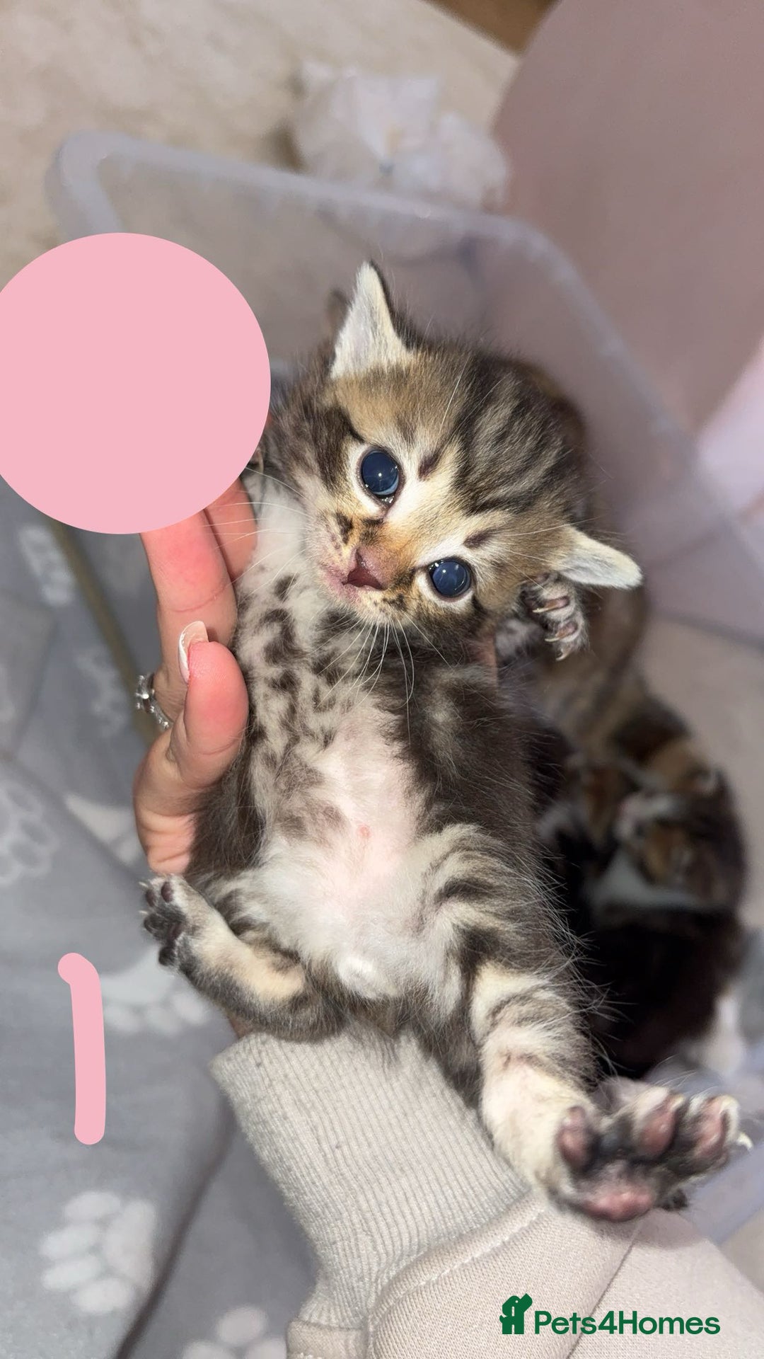 British Shorthair cats for sale: 6 beautiful kittens for sale  - Advert 3