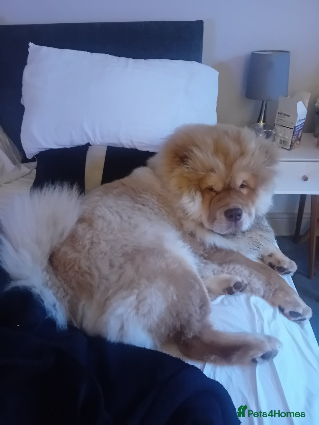 Chow Chow dogs for stud: Chowmazing  - Image 5