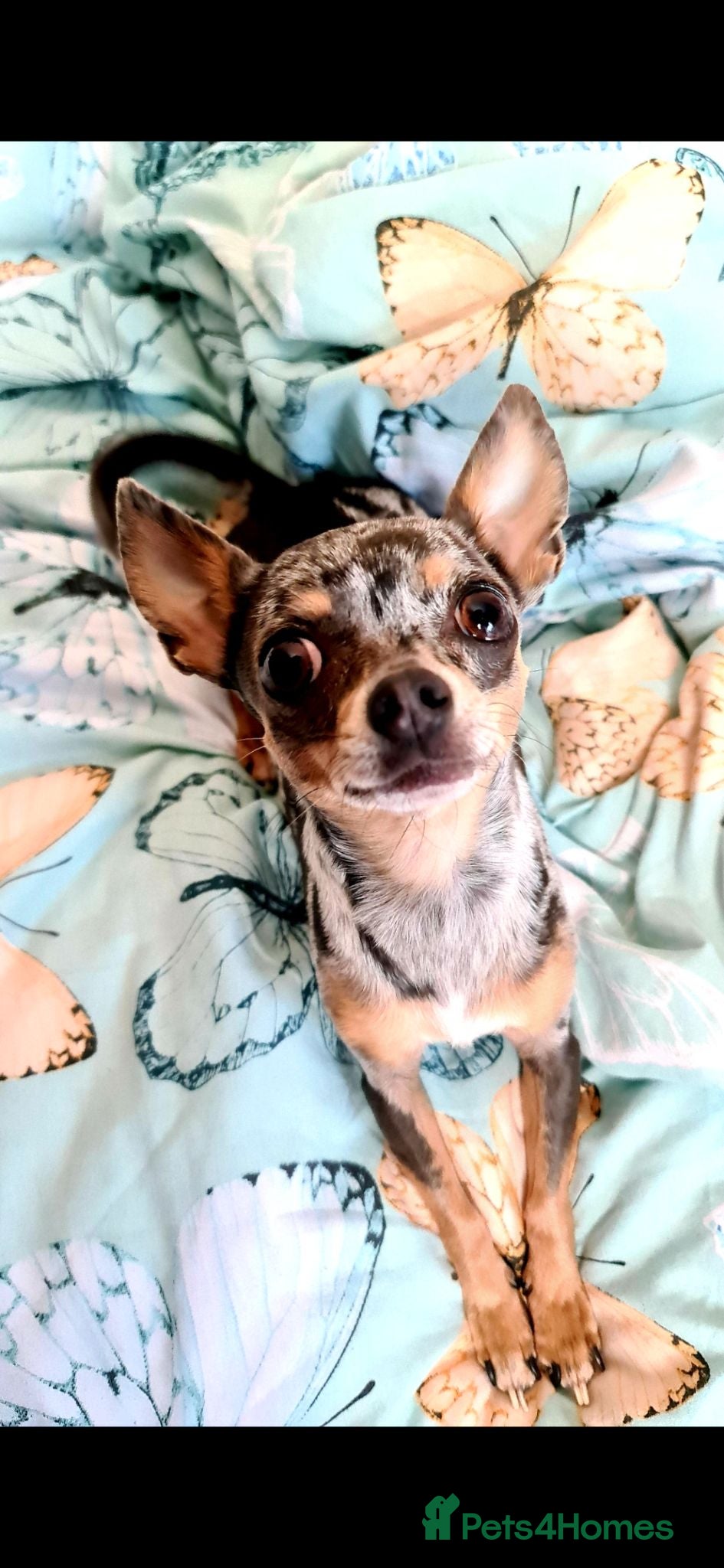 Chihuahua dogs 9 year old female chihuahua  - Advert 8