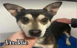 Mixed Breed dogs for adoption: Ginnie and Freddie 🐾 bonded couple  - Image 3