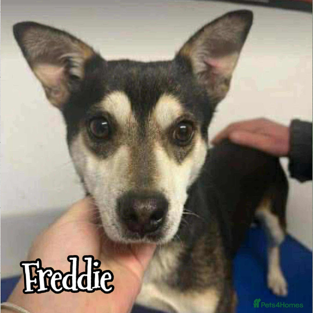 Mixed Breed dogs for adoption: Ginnie and Freddie 🐾 bonded couple  - Image 3