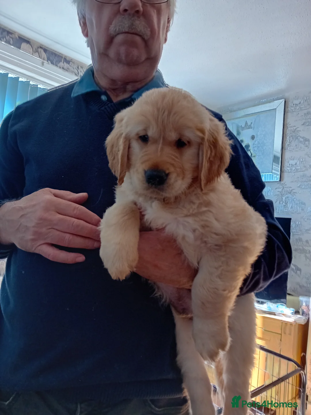 Golden Retriever dogs for sale: Golden Retriever Puppies for Sale. - Advert 10