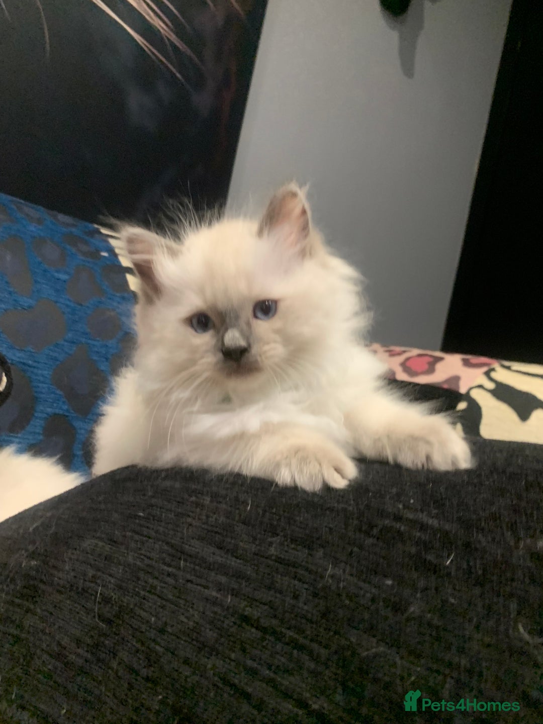 Ragdoll cats for sale: Pure Bluepoint Ragdoll kittens - Image 4