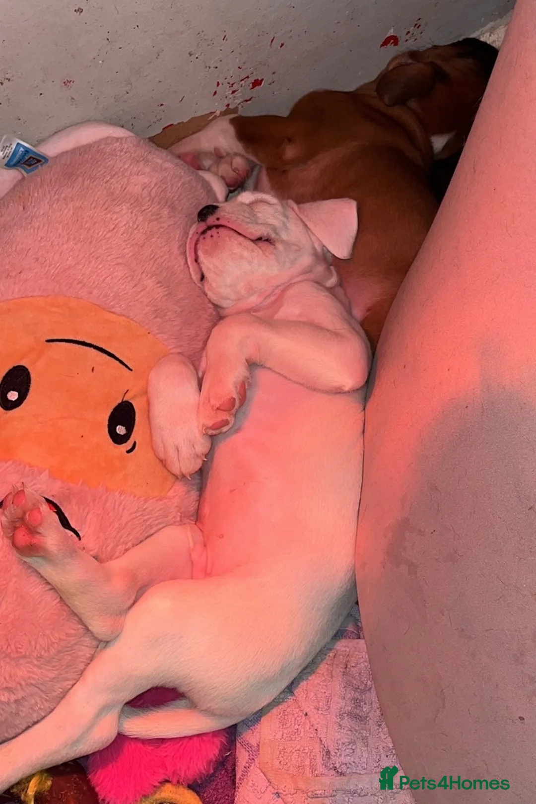 Boxer dogs for sale: Beautiful boxer puppys in Rotherham - Advert 25
