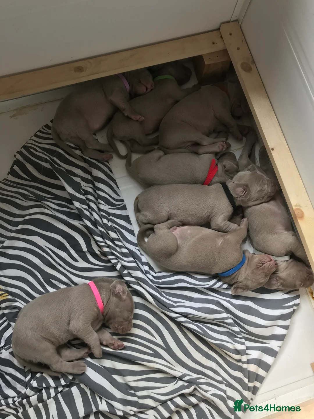 Weimaraner dogs for stud: Proven Weimaraner stud, 100% success rate in Tamworth - Advert 9