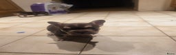 French Bulldog dogs for sale: 2 beautiful French bulldogs for sale - Advert 13