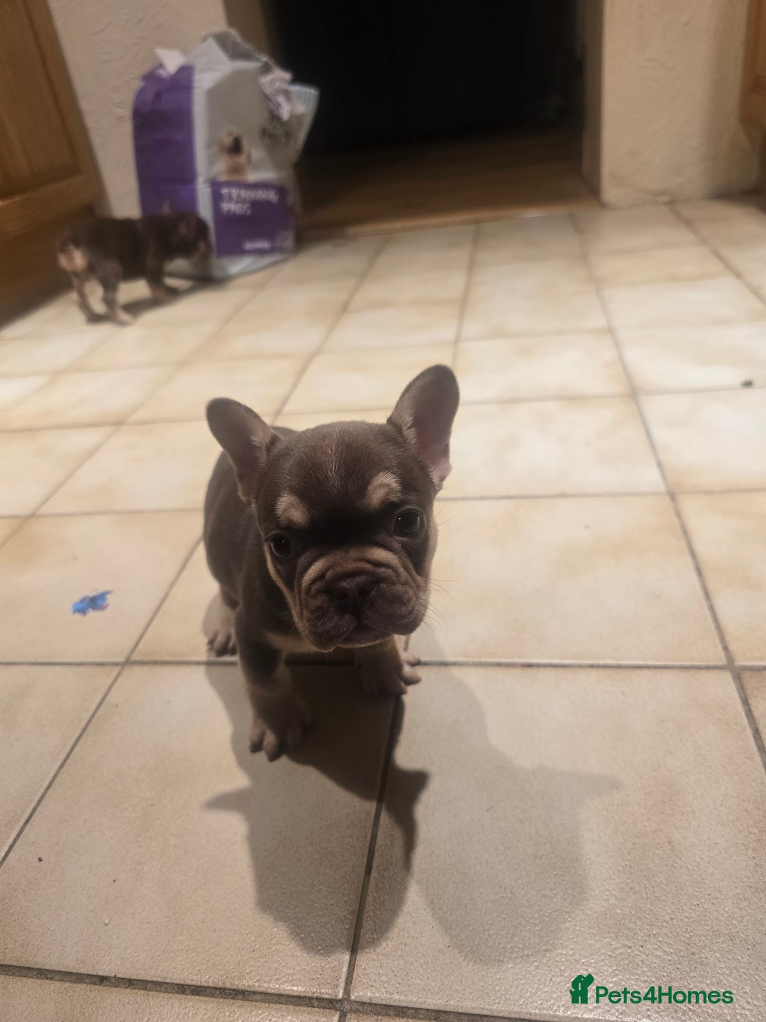 French Bulldog dogs for sale: 2 beautiful French bulldogs for sale - Advert 13