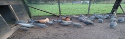 Guinea Fowl poultry for sale: Gorgeous guineas fowl - Advert 3