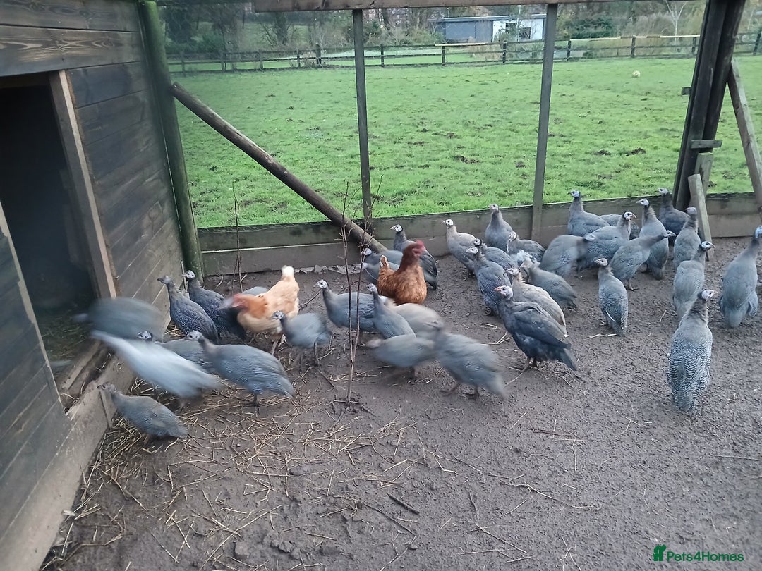 Guinea Fowl poultry for sale: Gorgeous guineas fowl - Advert 3