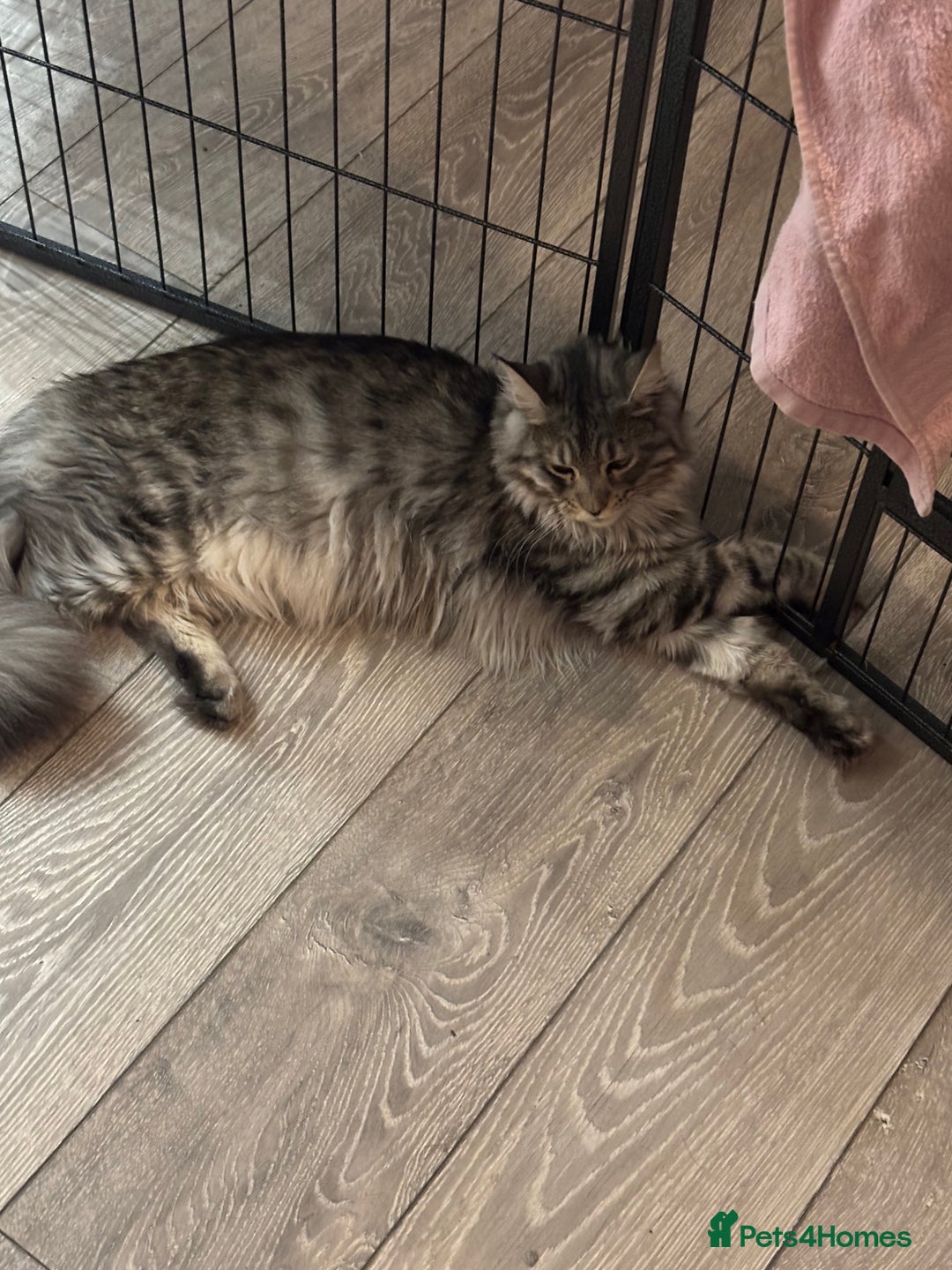 Maine Coon cats for sale: 7 month old Maine coon  - Image 2