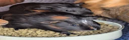 Guinea Pig rodents for sale: Very pretty baby guinea pigs ready July  - Advert 15