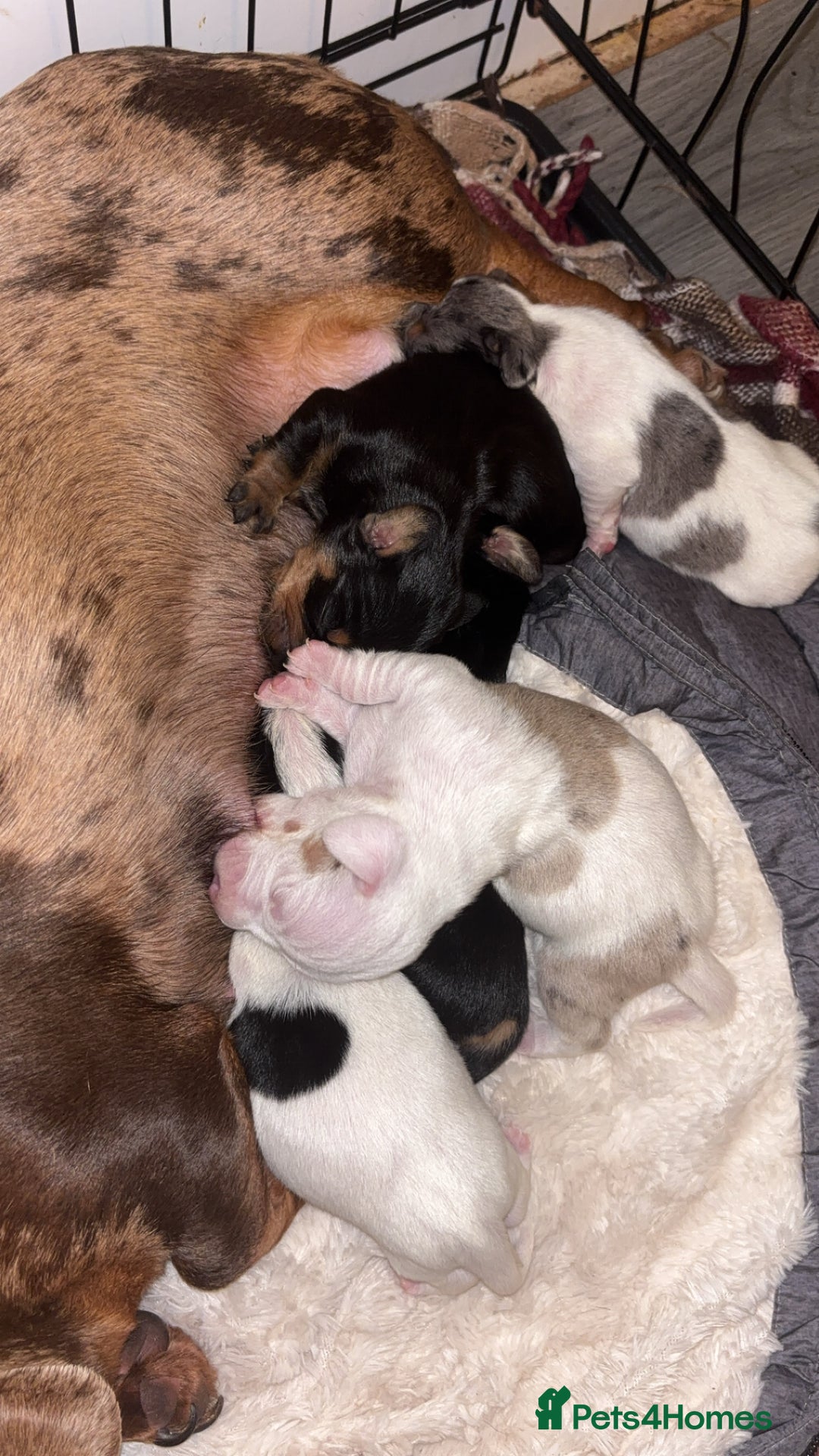 Dachshund dogs for sale: Dachshund-miniature  - Advert 6