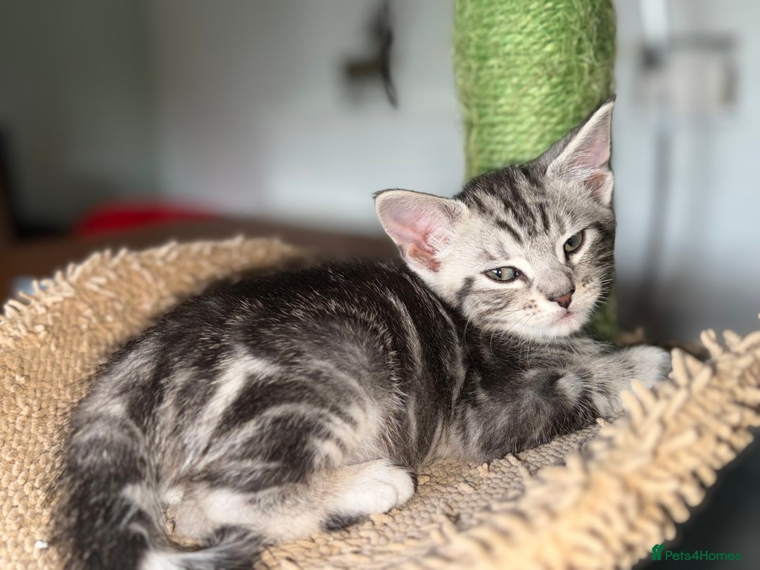Maine Coon cats for sale: ✨2 Boys and 3 Girls Maine Coon kittens ✨🐾 - Image 13