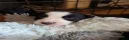 Border Collie dogs for sale: Traditional border collie pups. One boy ready now - Advert 7
