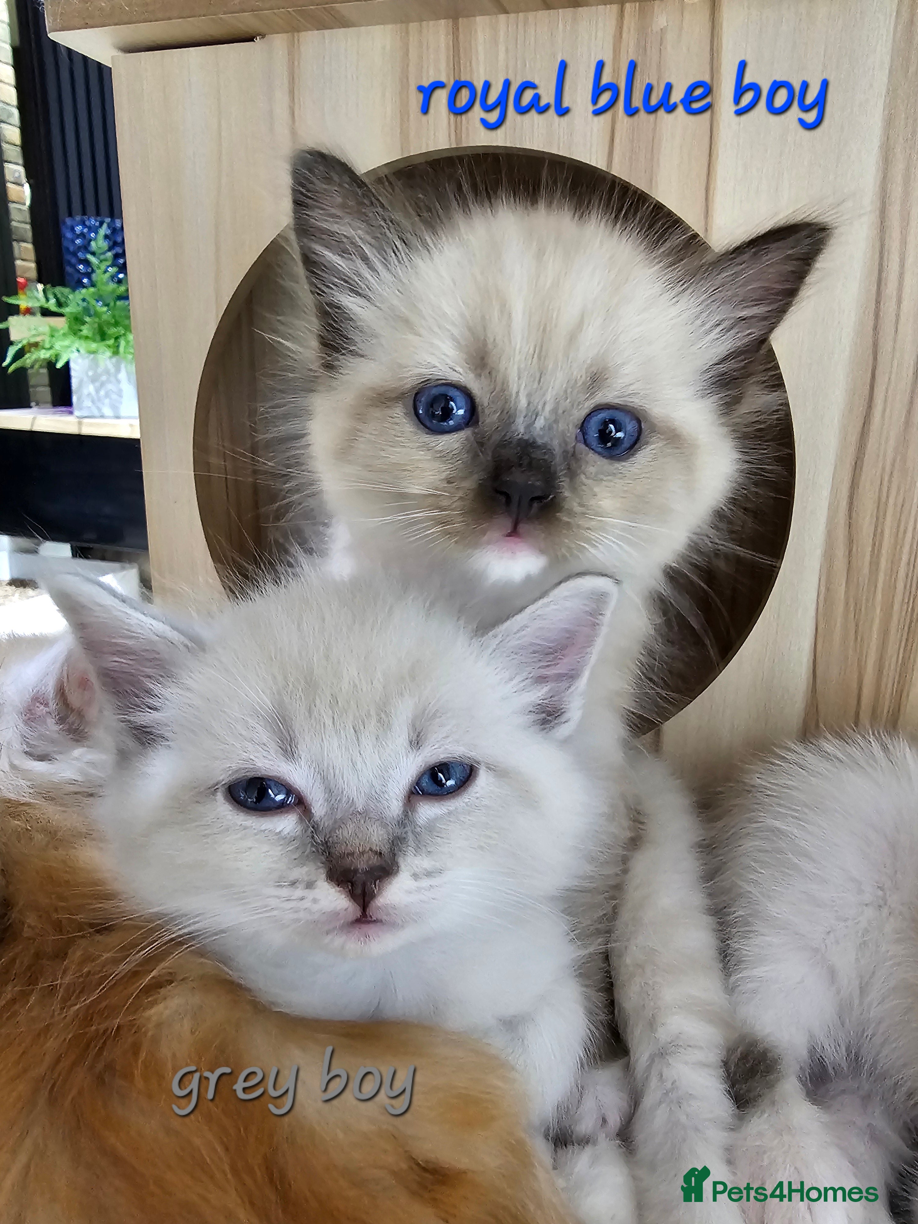 Ragdoll cats Soo cudly and playfull, two litters! - Advert 5