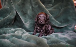 Mixed Breed dogs for sale: Schnockerpoo puppies - Advert 6