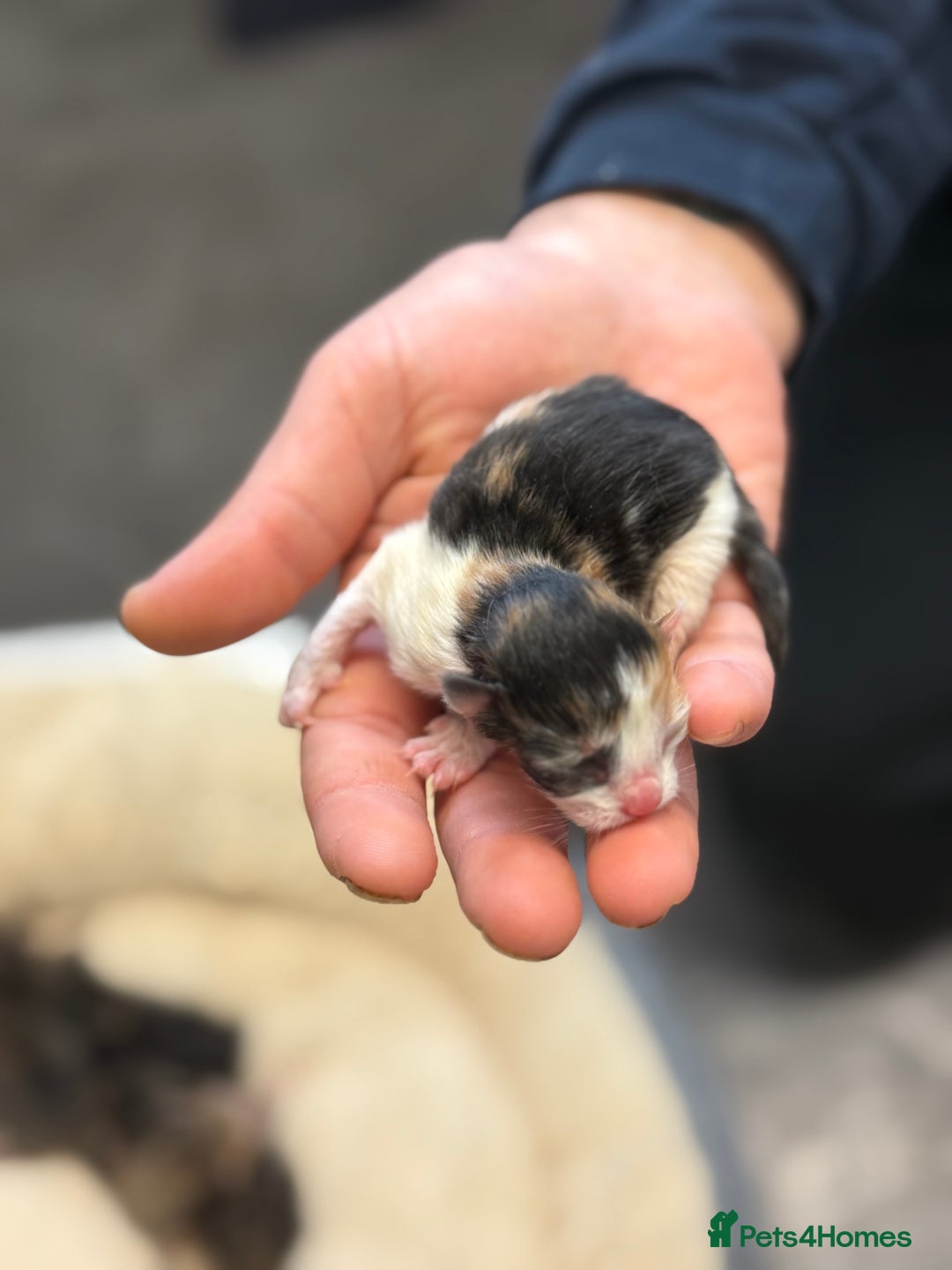 Mixed Breed cats for sale: 5 adorable kittens - Advert 6