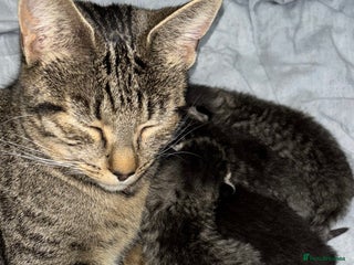 Domestic Shorthair cats - Advert 1