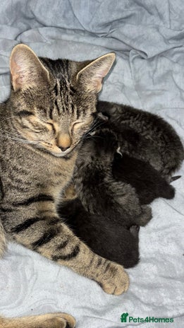 Domestic Shorthair cats - Advert 1