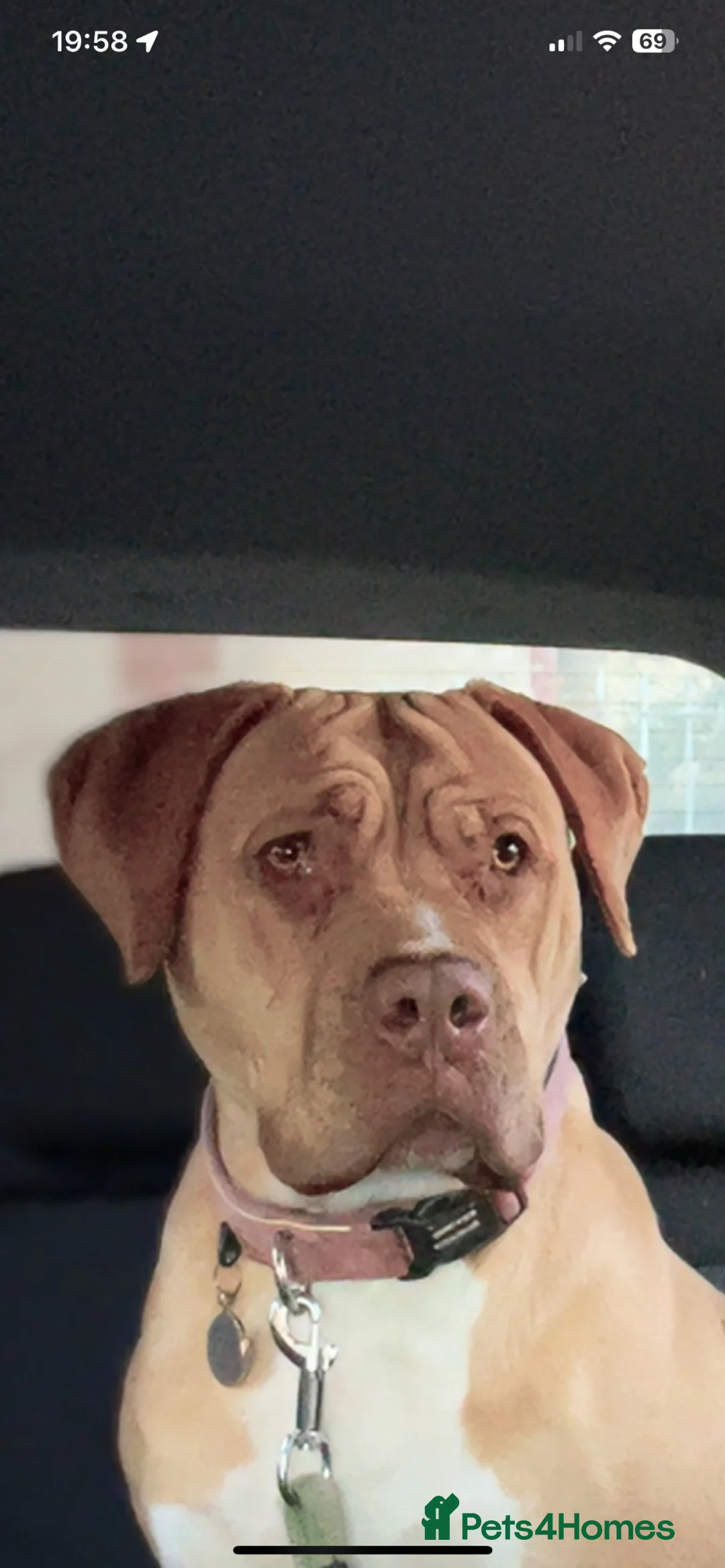 Mixed Breed dogs for sale: Puppies for sale to good homes! - Advert 1