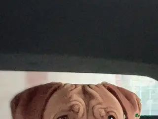 Mixed Breed dogs Puppies for sale to good homes! - Advert 1