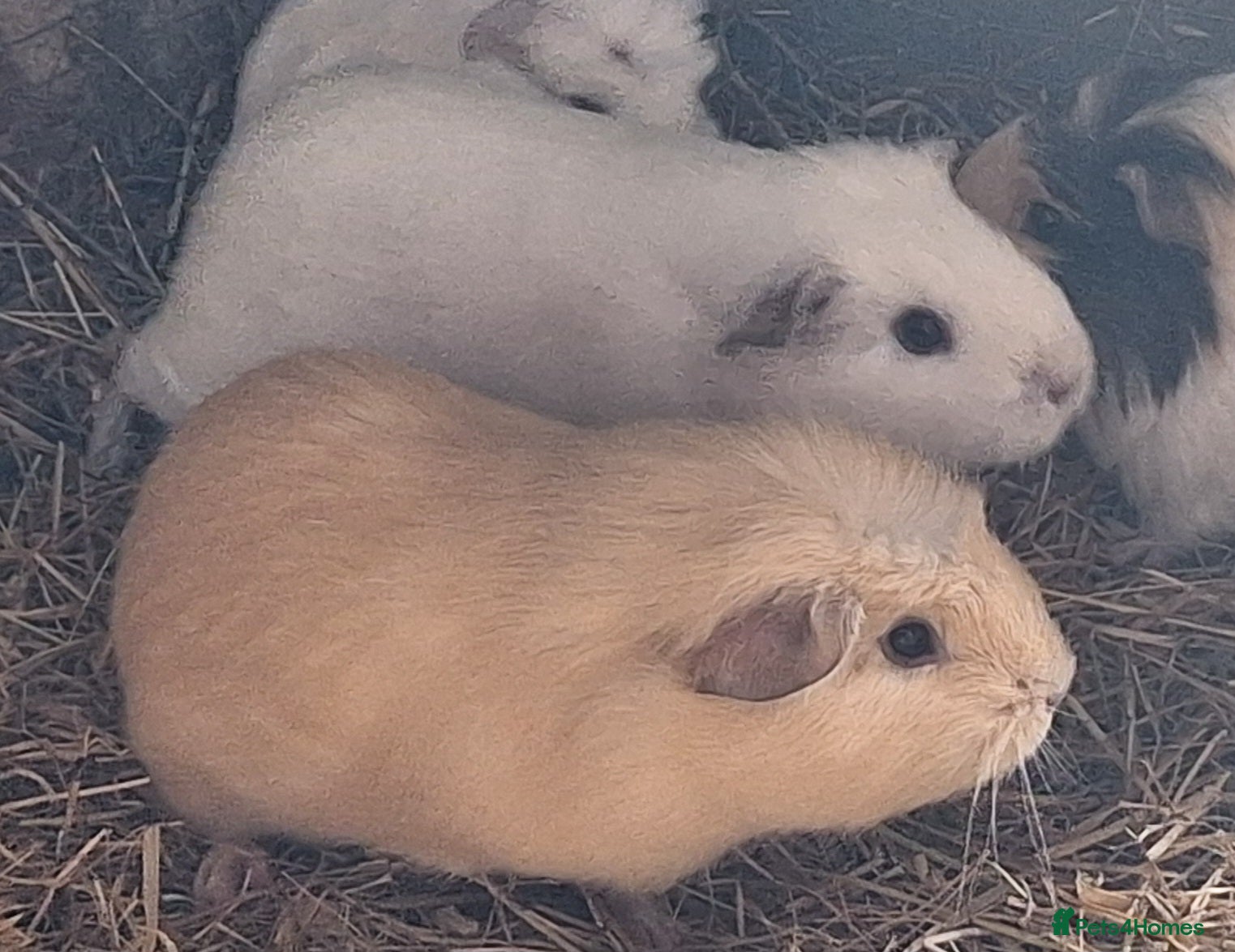 Guinea Pig rodents  Beautiful female baby Guinea pigs - Advert 1