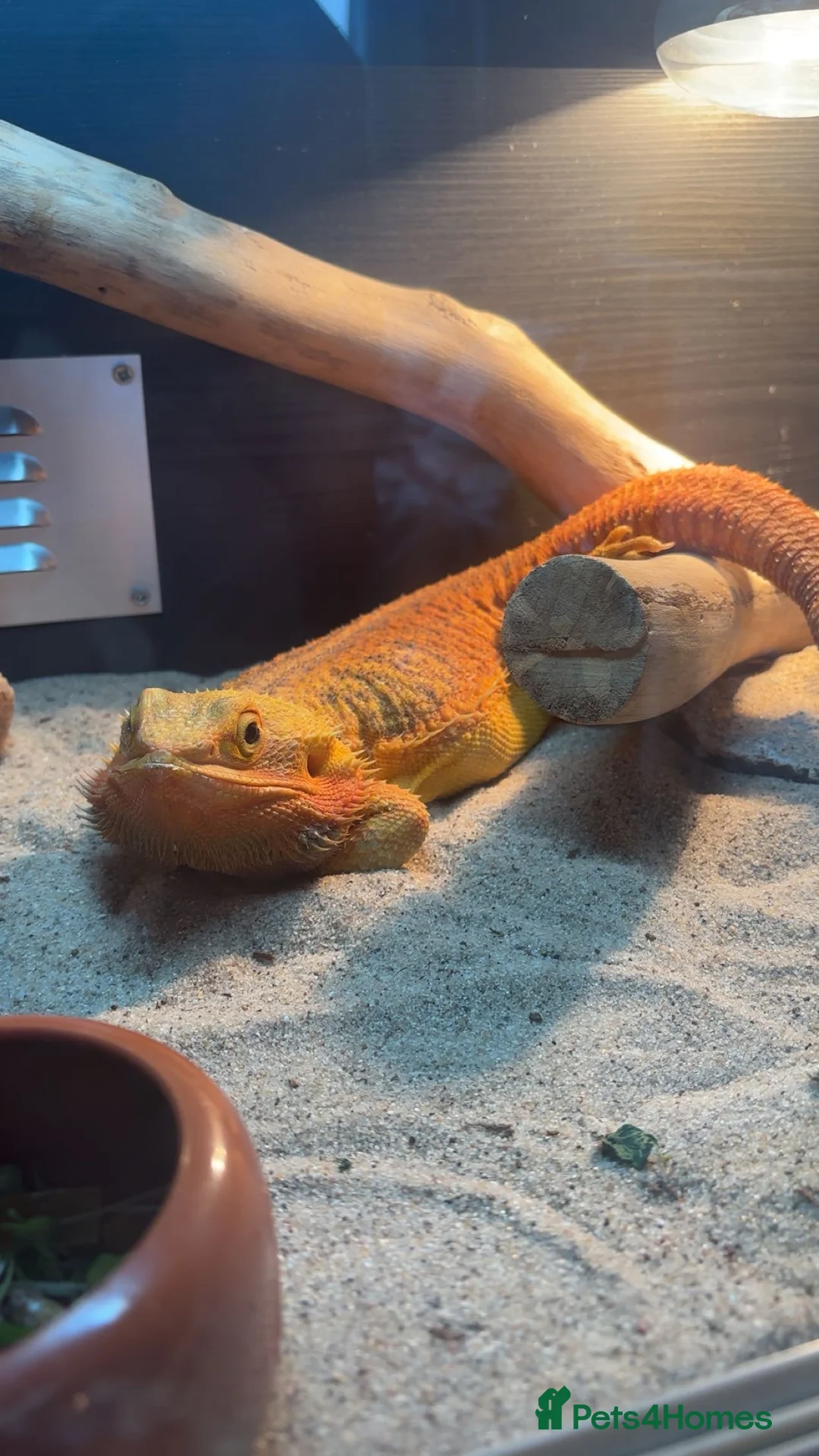 Bearded Dragon reptiles for sale: Beautiful Bearded Dragon Female - Advert 3