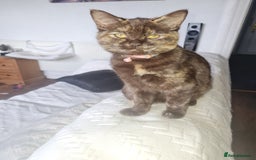 British Shorthair cats for sale: Fawn and lilac ragdoll xbsh - Image 4