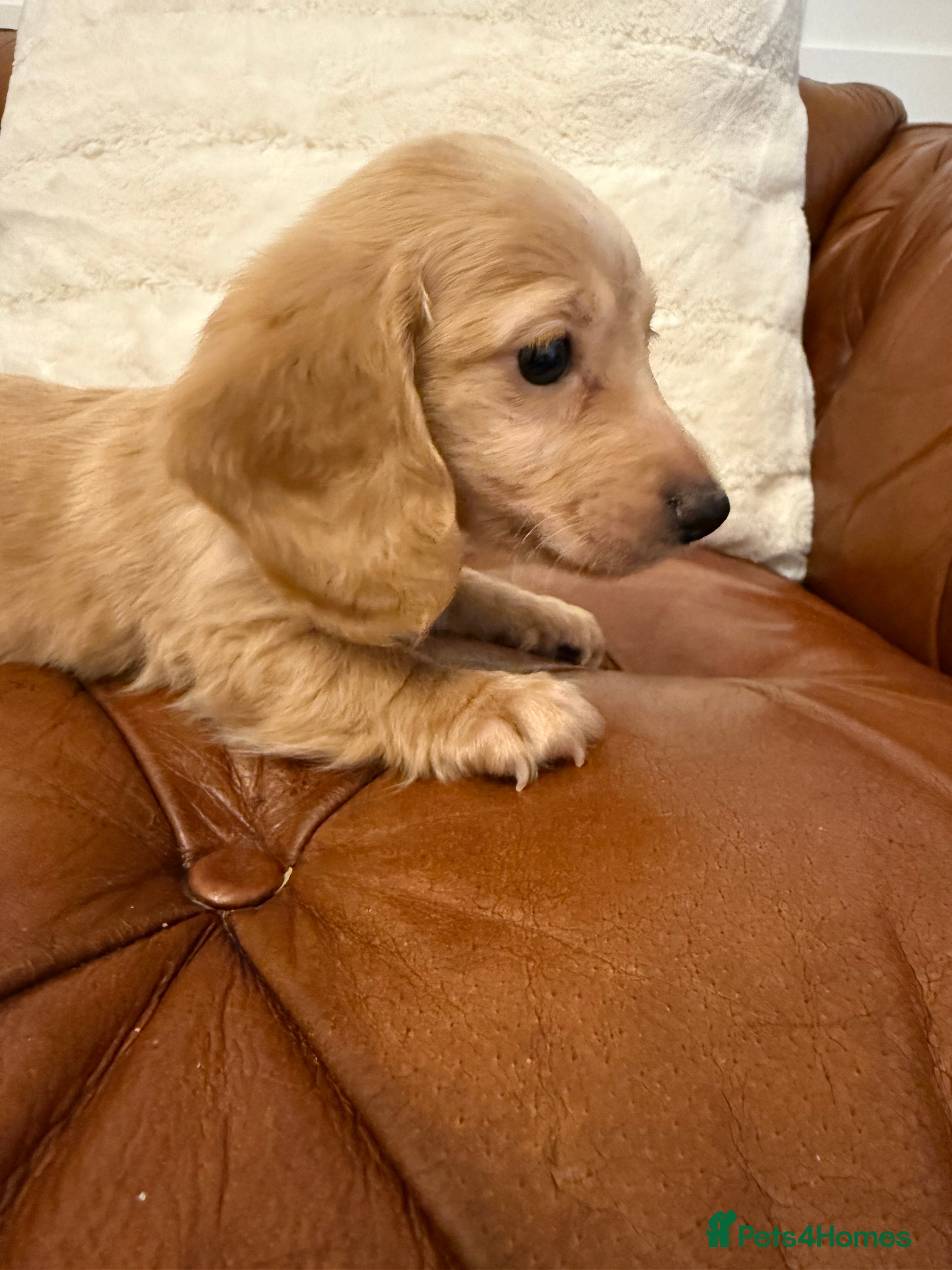 Miniature Dachshund dogs Beautiful Cream Longcoats Miniature Dachshund  - Advert 3