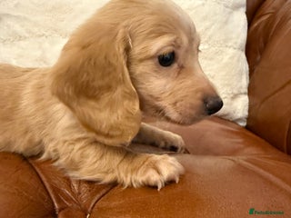 Miniature Dachshund dogs Beautiful Cream Longcoats Miniature Dachshund - Advert 3