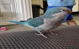 Parakeets birds for sale: Quaker Parrot  - Image 6