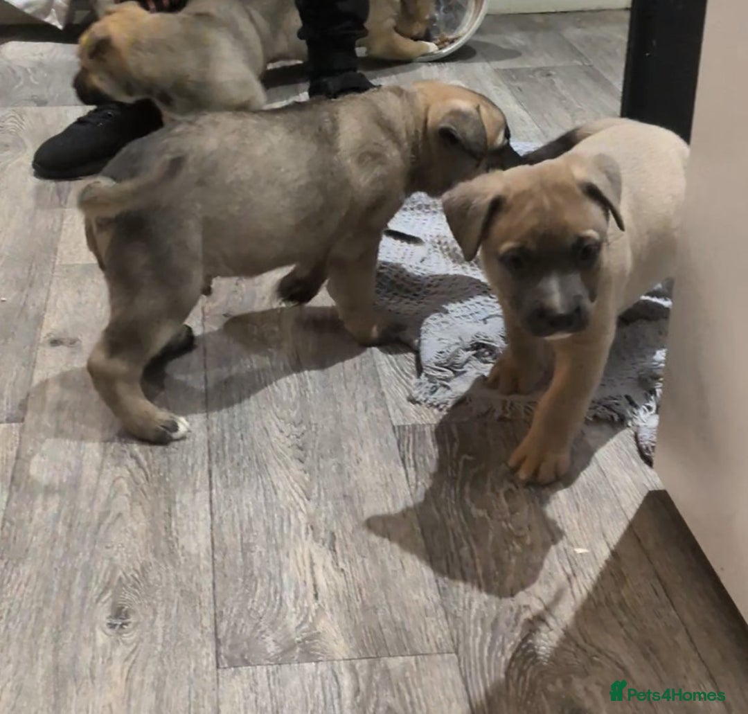 Mixed Breed dogs for sale: MixedBreed Mum Bullboxer Dad-King German Shepherd  - Advert 10