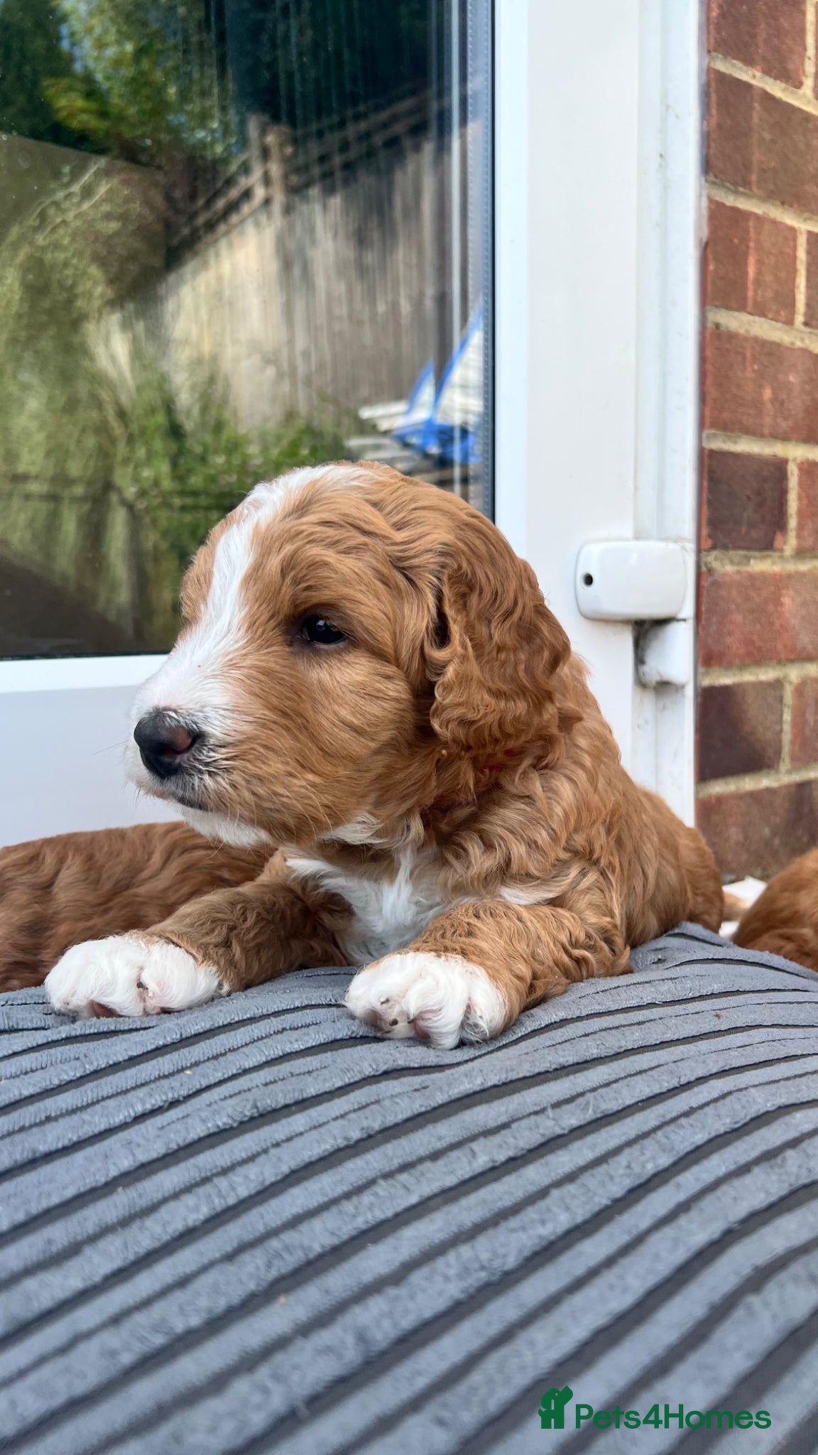 Mixed Breed dogs for sale: Australian Labradoodle Puppies For Sale - Advert 19