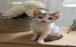 Mixed Breed cats for sale: 2 Adorable Friendly Kittens For A Forever Home - Image 2