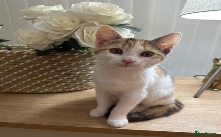 Mixed Breed cats 1 Adorable Friendly Kitten For A Forever Home - Advert 11