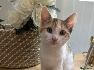 Mixed Breed cats 1 Adorable Friendly Kitten For A Forever Home - Advert 4