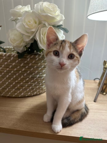 Mixed Breed cats 1 Adorable Friendly Kitten For A Forever Home - Advert 3