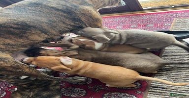 Mixed Breed dogs - Advert 14