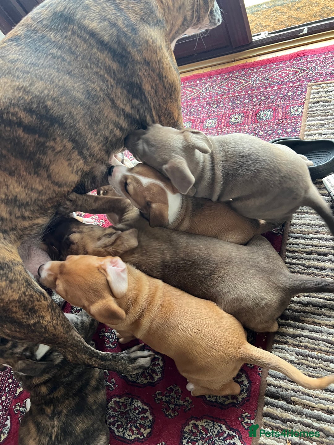 Mixed Breed dogs for sale: Staffy x Australian Kelpie  - Image 2