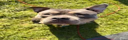 American Bully dogs for sale: Blue x lilac tri American pocket bully pups - Advert 6
