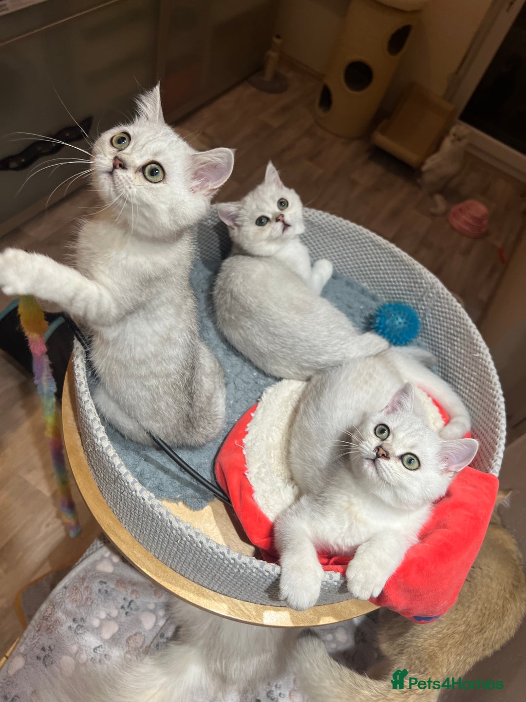 Scottish Fold cats for sale: Scottish Kittens – Fold & Straight – Ready Now - Image 16