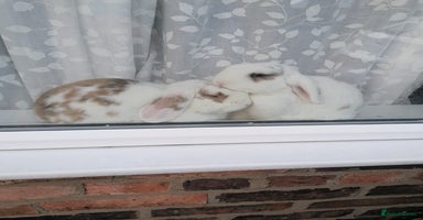 Mini Lop rabbits - Advert 4