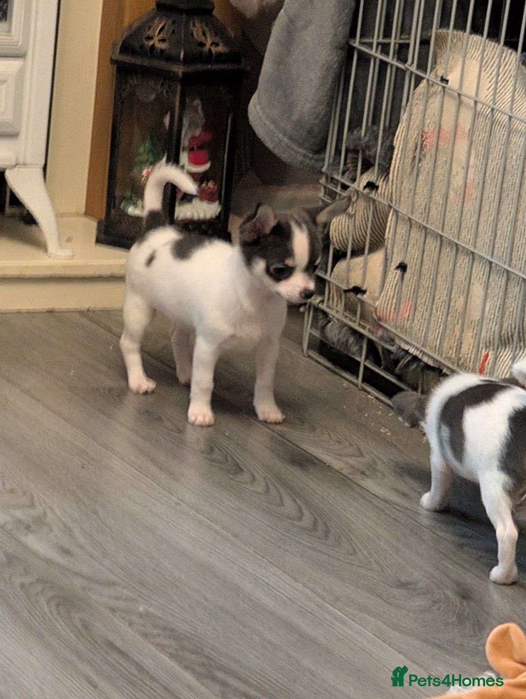 Chihuahua dogs for sale: Smoothcoat Chihuahua puppies  - Advert 4