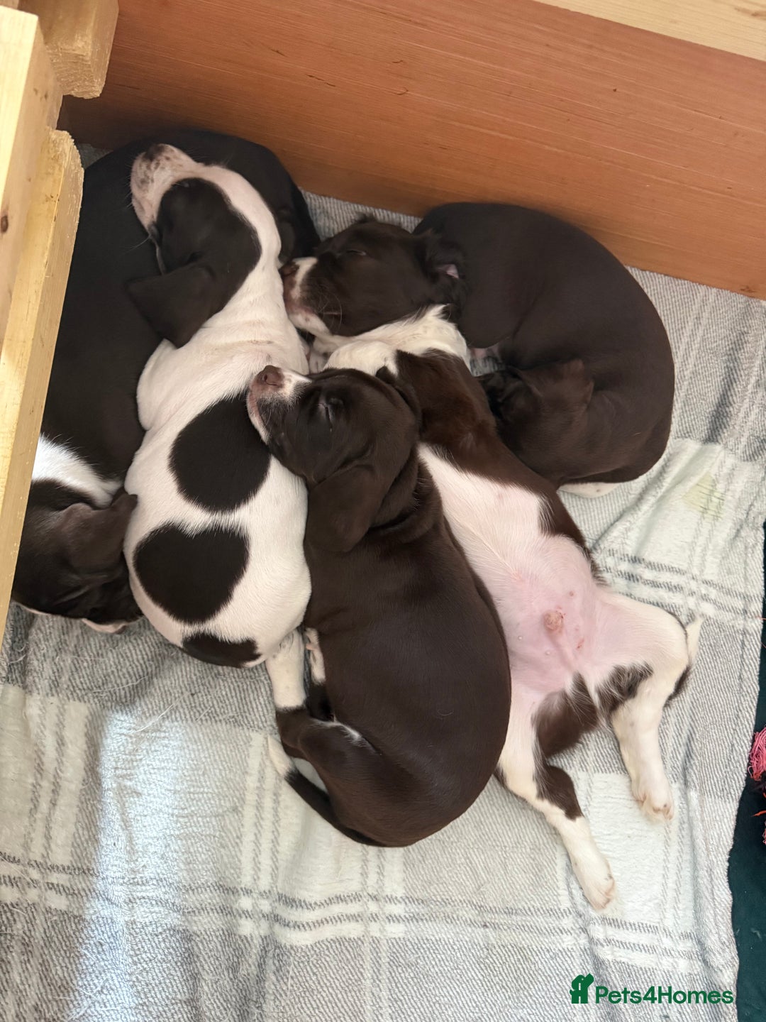 Mixed Breed dogs for sale: Chi sprocker  - Image 2